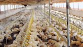 Gripe aviar H5N2: Datos del virus que mató a una persona en México