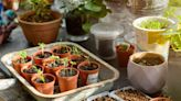 How (and When) to Start Seeds Indoors to Prepare Them for Spring Planting