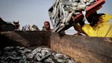 Le Sénégal publie une liste de 151 bateaux de pêche agréés, polémique sur les équipages étrangers