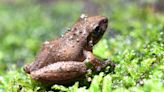 Sri Lankan brown-eared shrub frog sighted in Talakona forest of A.P. featured in Zootaxa journal