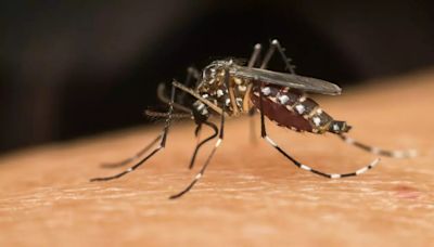 Argentina Dengue Outbreak: More Than 527,000 Cases Reported In The Country; Ways To Keep Your Protected