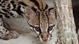 Is the ocelot, the endangered South Texas wildcat, making a comeback?