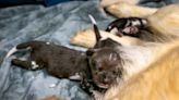 Golden retriever mom steps in to save 3 rare African painted dog pups at Potawatomi Zoo