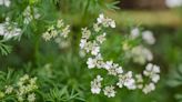 Why Your Cilantro Is Bolting Too Quickly and 6 Tips to Prevent It