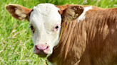 Woman ‘Asks Nicely’ to Pet Calf but Mama Cow Is Not Having It