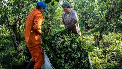 “Esto termina en un conflicto social”, advierten yerbateros ante la carga impositiva y las importaciones