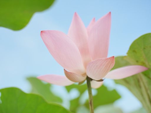 暑假出遊好去處！桃市蓮花園休閒農業區精彩活動不間斷