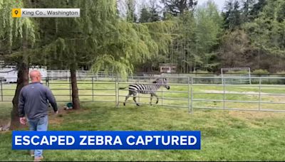 Escaped zebra captured after being on the run for nearly a week in Washington