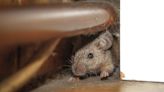 City mouse or country mouse? I collect mice from Philly homes to study how they got so good at urban living