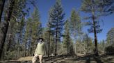 Drought, wildfire and commerce prompt massive forest thinning plan for Big Bear Lake