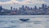 Why are West Coast gray whales veering off usual routes?
