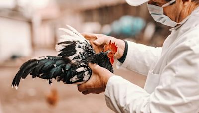 Se reportan cinco casos de gripe aviar en trabajadores avícolas de Colorado