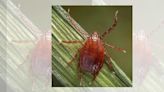 New tick spreading to more North Georgia counties. Here’s what you need to know