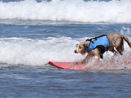 El mapa de las playas a las que se puede ir con perro en España en 2024