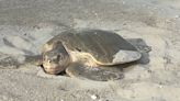 Rare sea turtle nest found in Myrtle Beach, SC area. Here’s what kind and where it is