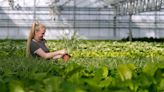 Demand for houseplants has continued to soar since lockdown, says UK supermarket