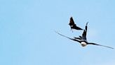 Majestic swallow-tailed kites in Florida wrapping up breeding season
