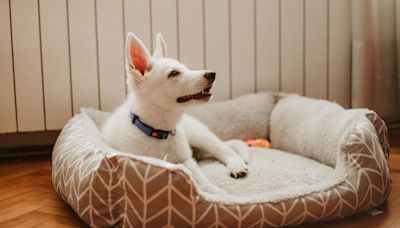 Protegé a tu perro: así son las camas antivirus para ofrecerle un entorno seguro a tu mascota