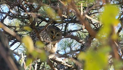 Washington state is set to kill 450K owls - in order to save another species of the bird