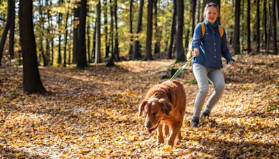 Try these three trainer-approved tips to get your dog to stop leash-pulling on walks