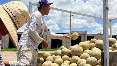 Productores de melón en San Pedro expresan desánimo por los malos resultados de la temporada