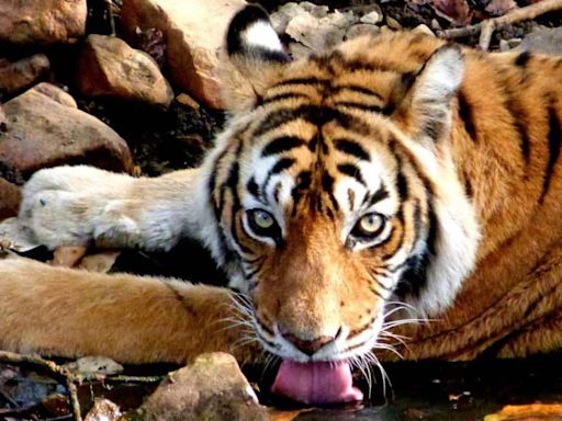 Global Tiger Day 2024 | Coffee table book pays tribute to Ranthambore's Machhli, once the most photographed tiger on Earth