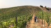 Is Vermentino the New Chardonnay? Inside Sonoma Wines’ Italian Renaissance