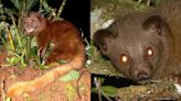 Rare Sighting: Brown Palm Civet Spotted In Koyna Wildlife Sanctuary