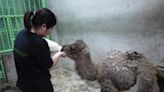 北市動物園雙峰駱駝「煙雨」腎衰竭離世 園方陪伴走最後一程