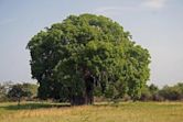 Adansonia