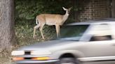 Sick, injured and dead deer: Calls to Bloomington animal control prompt feeding ban