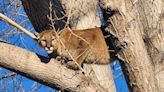 WATCH: Mountain lion caught falling from tree after being tranquilized in Pocatello - East Idaho News