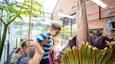 Austin Peay’s corpse flower is blooming at Nashville Zoo