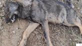 TSJCyL admite un recurso de Ascel contra la Junta por la falta de información ambiental sobre la mortalidad de lobos