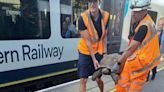 Escaped tortoise caught after disrupting trains by 'trespassing' on rail tracks