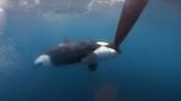 Un nuevo ataque de orcas hunde un velero en el estrecho de Gibraltar