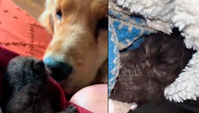 Tristan, el heroico golden retriever que conmovió a miles al rescatar a un gato bebé de una muerte segura