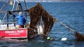 Kelp industry continues growth in Maine