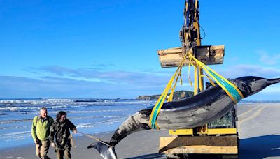Creature that washed up on New Zealand beach may be world's rarest whale — a spade-toothed whale