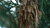 Master Gardener: Bagworms starting to become active; time to try and control them