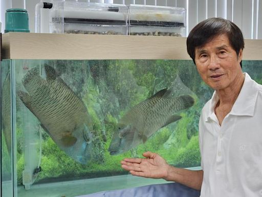 台灣繁殖瀕危蘇眉魚有成 3000條蘇眉魚苗成功孵化 - 生活