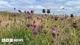 Devon project tackles 'biodiversity crisis' with coastal meadows