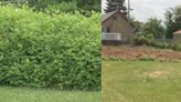 Crop of overgrown weeds in Euclid lot finally cut back