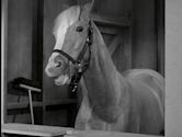 Mister Ed