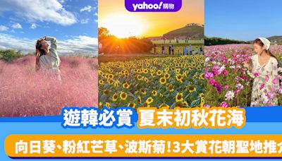 韓國賞花2024｜8-10月遊韓必賞夏末初秋花海！向日葵、粉紅芒草、波斯菊 3大賞花朝聖地推介