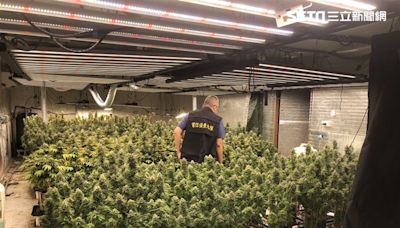 壯觀！警連2日破3大麻農場「無師自通上網學」AI專業種植大麻宛如森林