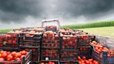 Borderlands: Florida tomato growers want US to terminate Mexico trade deal