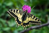 Swallowtail butterfly