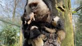 Nacen trillizos de tití de Geoffroy en el Zoo de Santillana