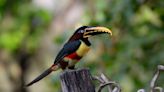 Pet Toucan Adorably Freaks Out at Sight of Mom's Painted Toes